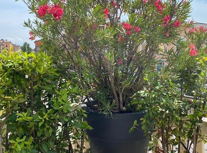 Juliet's Terrace Free Park شقة *